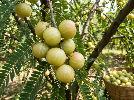 12 Targeted Ingredients That Help Power Hormone Balance